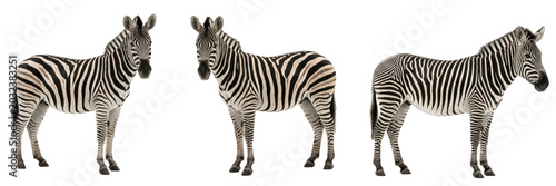 Photography A set of realistic zebra PNG silhouettes with detailed stripes and natural poses