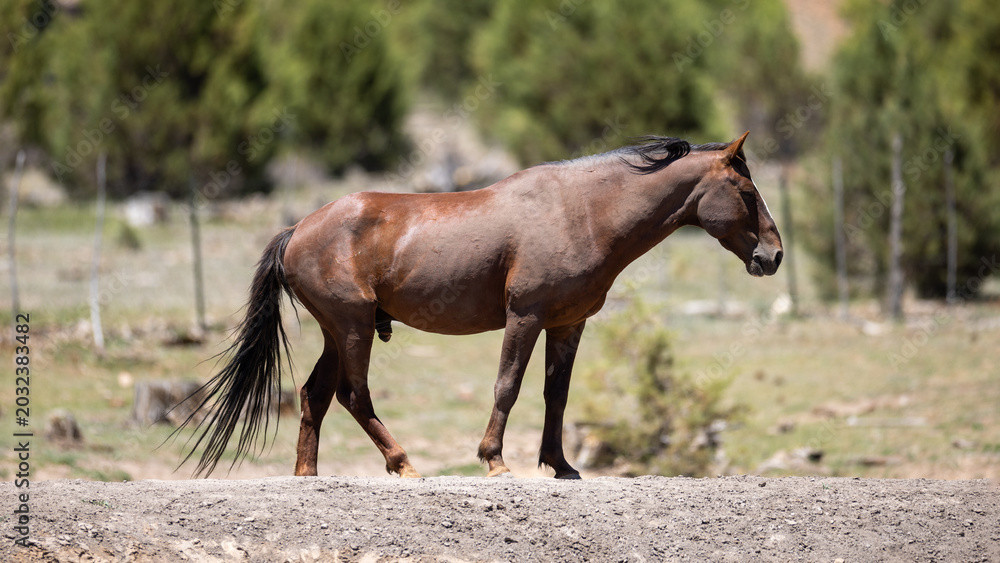 Fototapeta premium Wild Bay Mustang Stallion Walking Through Apache-Sitgreaves National Forest, White Mountains, Arizona