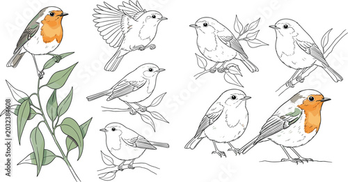 Robin Bird Line Art Vector Collection with Perched Songbirds, Botanical Branches, and Hand Drawn Wildlife Nature Illustration Elements