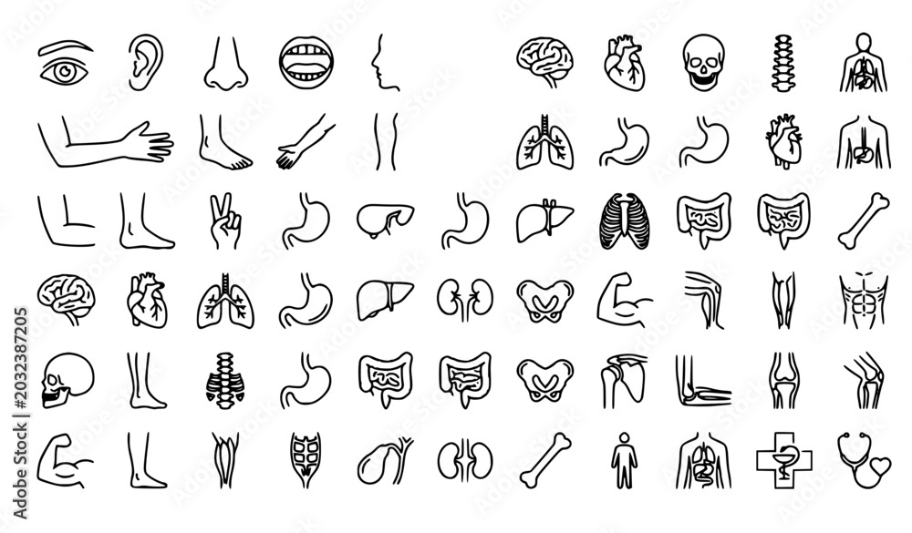 Naklejka premium SEO Title: Human anatomy body parts outline icons editable thin line vector set isolated on white background