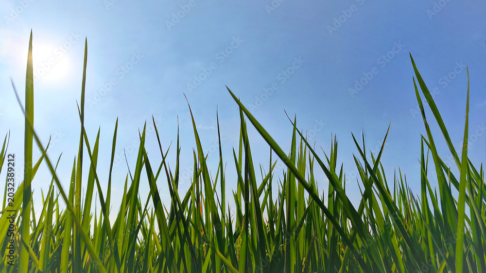 Obraz premium Green rice paddies against a clear blue sky and bright morning sunlight (1)