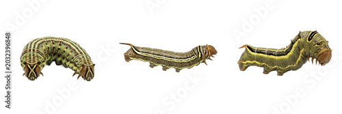 Tableau sur toile Armyworm destructive caterpillar showing biological anatomy, structural morphology, taxonomic classification traits, and agricultural crop damage parameters within a reference field