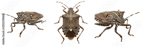 Fotografía Brown marmorated stink bug insect showing biological anatomy, structural morphology, taxonomic classification traits, and agricultural crop damage parameters within a reference field