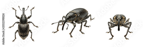 Obraz na płótnie Weevil long snout beetle pest showing biological anatomy, structural morphology, taxonomic classification traits, and agricultural crop damage parameters within a reference field