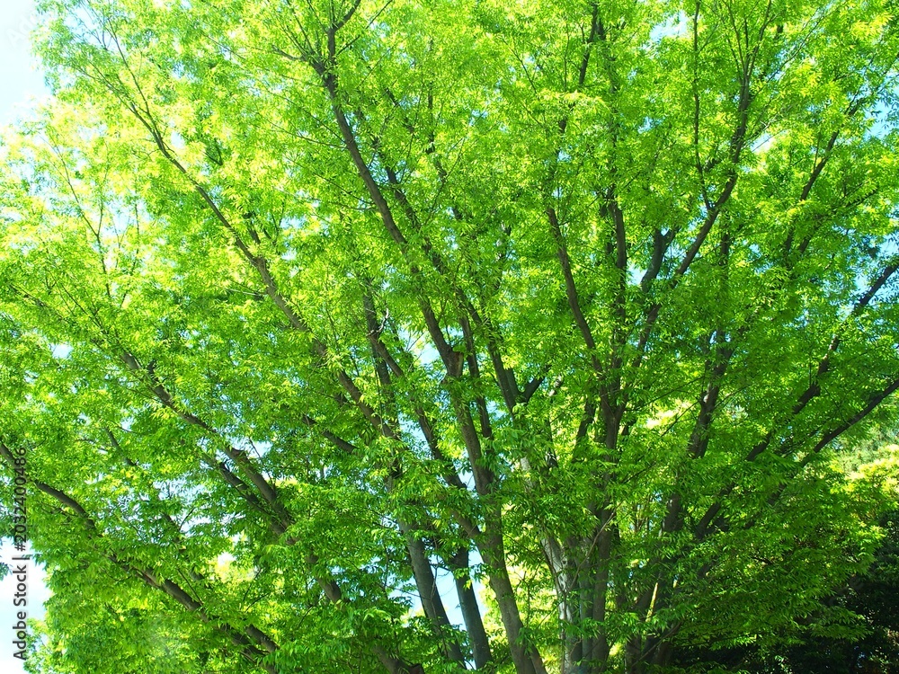 Obraz premium 初夏の公園の新緑の欅と青空