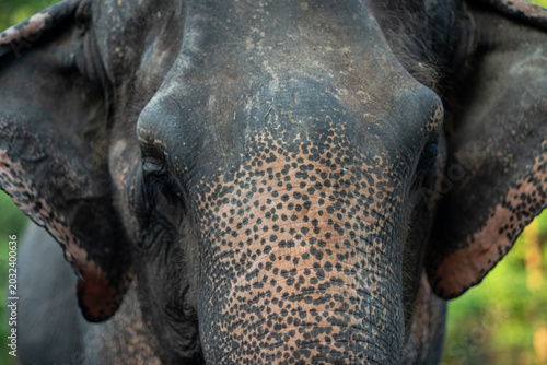 Obraz na plátně Close-Up Portrait of Asian Elephant