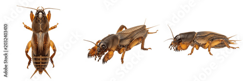 Tableau sur toile Mole cricket underground garden pest showing biological anatomy, structural morphology, taxonomic classification traits, and agricultural crop damage parameters within a reference field