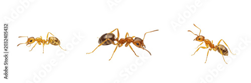 Foto Pharaoh ant tiny yellow pest insect showing biological anatomy, structural morphology, taxonomic classification traits, and agricultural crop damage parameters within a reference field