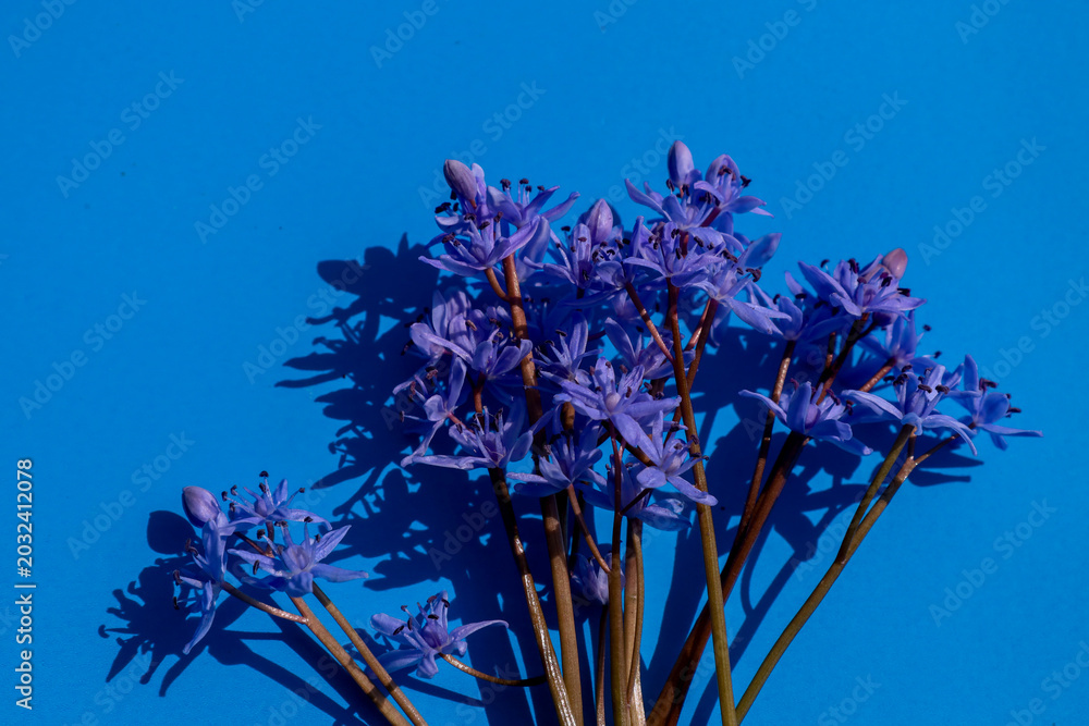 Ταπετσαρία A bouquet of delicate blue squill flowers lies on a bright blue background in the sunlight