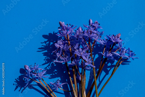 Φωτογραφία A bouquet of delicate blue squill flowers lies on a bright blue background in the sunlight