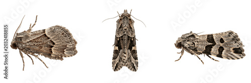 Fotografía Peach twig borer orchard moth insect showing biological anatomy, structural morphology, taxonomic classification traits, and agricultural crop damage parameters within a reference field