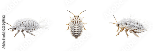 Foto Greenhouse mealybug cottony plant pest showing biological anatomy, structural morphology, taxonomic classification traits, and agricultural crop damage parameters within a reference field