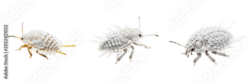 Tablou pe pânză Cassava mealybug tropical crop pest showing biological anatomy, structural morphology, taxonomic classification traits, and agricultural crop damage parameters within a reference field