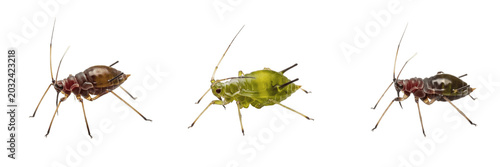 Fotografía Wheat aphid cereal grain pest insect showing biological anatomy, structural morphology, taxonomic classification traits, and agricultural crop damage parameters within a reference field