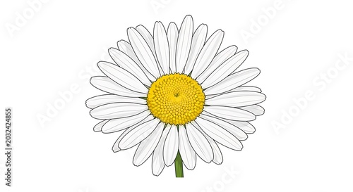 Isolated daisy flower illustration on white background springtime design element