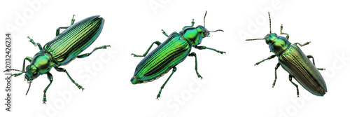 Fotografía Emerald ash borer tree pest beetle showing plant anatomy, biological morphology, taxonomy traits, and agricultural crop damage parameters within reference database storage archive system