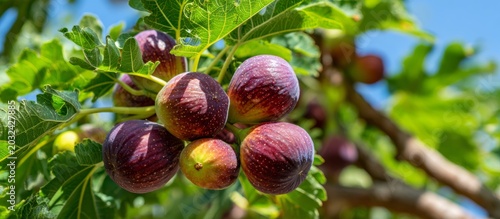 Ripe figs growing on fig tree branch under sun