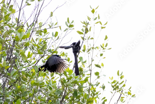 Fotografie A black Greater Racket-tailed Drongo bird with distinctive long tail feathers spreads its wings while perching on a lush green tree branch amid a natural tropical forest environment
