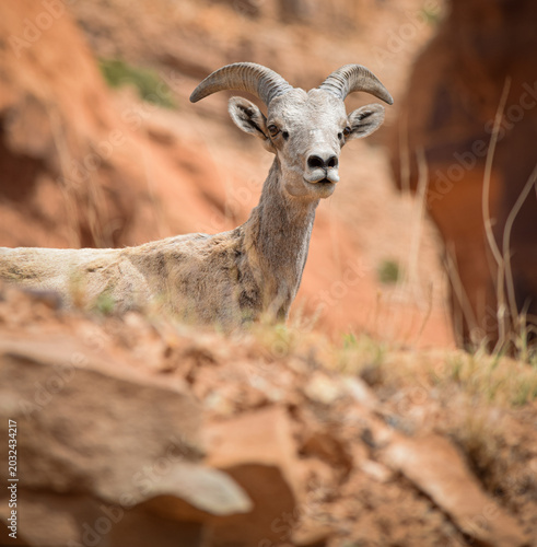 Big Horn Sheep in Canyon Above
