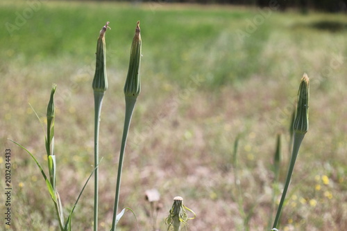 Obraz na plátně Meadow Salsify、Showy Goat's-beard、Jack-go-to-bed-at-noon of Tragopogon