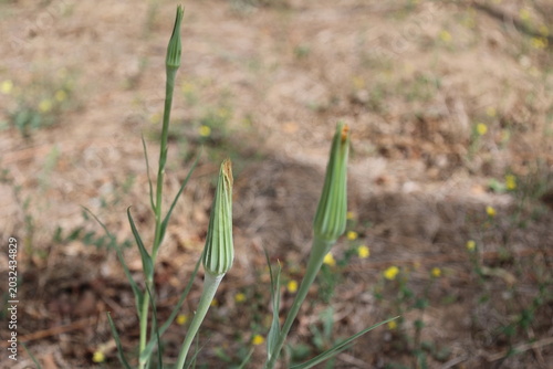 Quadro em tela Meadow Salsify、Showy Goat's-beard、Jack-go-to-bed-at-noon of Tragopogon