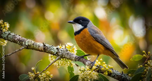A close-up shot of a colorful Rufous Whistler bird perched on a flowering tree branch, bokeh background