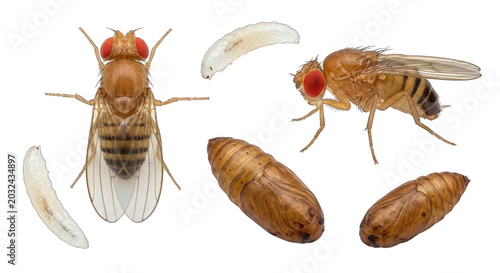 Fruit Fly Life Cycle: Adult, Larva, and Pupa Stages Isolated on White Background
