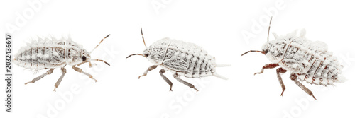 Foto Mealybug cotton like plant pest showing biological anatomy, structural morphology, taxonomic classification traits, and agricultural crop damage parameters within a reference field