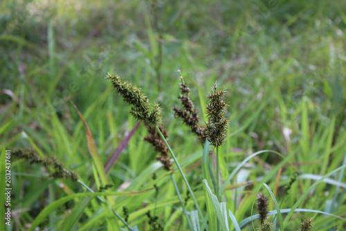 Obraz na plátně Sedge Seedheads in Green Meadow Grasses East Texas