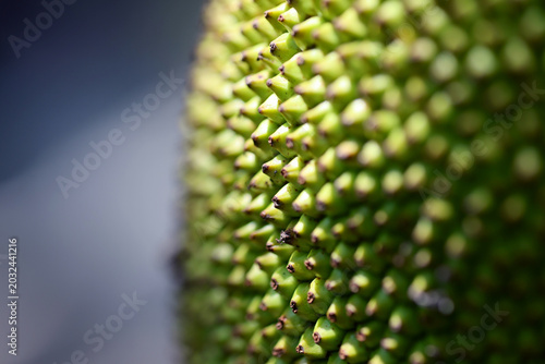 Quadro em tela extreme close-up exterior jackfruit texture dominant filling entire frame dense