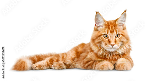 Fotografi Orange maine coon cat lying on a white background with domestic cat long haired