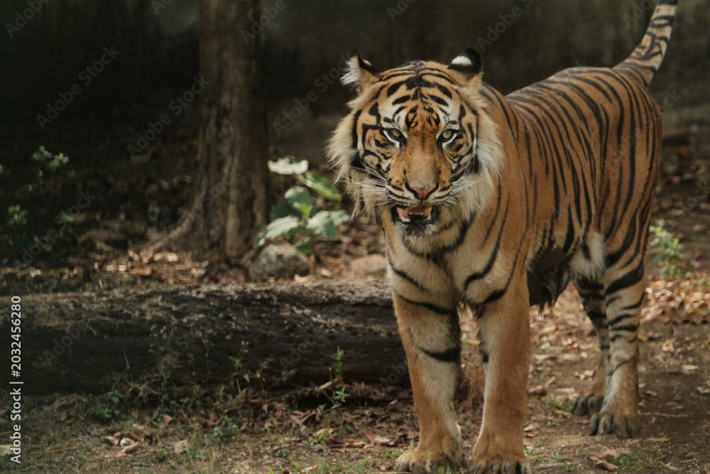 Obraz premium a sumatran tiger is seen standing and staring intently