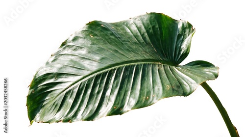 A single large vibrant green tropical leaf with detailed veins and glossy texture isolated on a clean white background for botanical design projects or natural organic lifestyle and decor concepts
