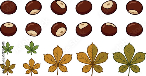 Photos Horse Chestnut Vector Icon Set with Smooth Brown Seeds and Colorful Autumn Leave