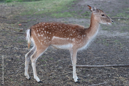 Close up of a fallow deer