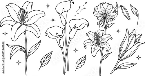 Bild auf Leinwand Elegant Lily and Calla Lily Botanical Flower Vector Line Art Set for Wedding and
