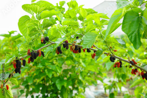 Fresh Mulberry Fruit Growing on Tree Branch with Green Leaves in Organic Orchard Garden