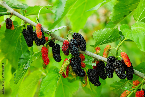 Fresh Mulberry Berries Growing on Tree Branch with Green Leaves in Natural Garden Setting