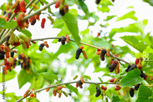 Fresh Mulberry Berries Ripening on Tree Branches in Organic Grove with Green Foliage