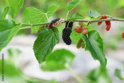 Fresh mulberry berries ripening on tree branch in different stages of maturity