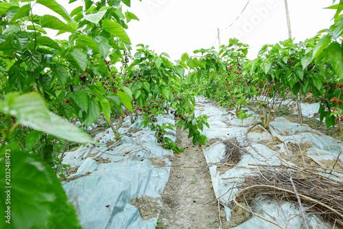 Mulberry Trees Growing in Commercial Greenhouse with Plastic Mulch Base for Fresh Fruit Production