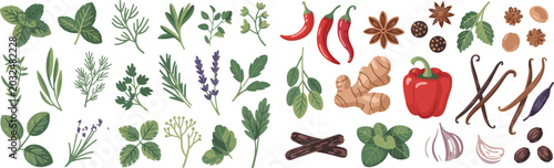 Set of hand drawn culinary herbs and spices including red chili peppers ginger root vanilla beans star anise garlic cloves lavender sprigs rosemary dill mint and parsley leaves on white background