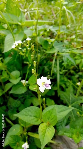 white flowers in the garden