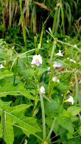 lily of the valley in the forest