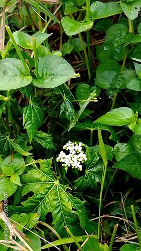 white butterfly on a green leaf