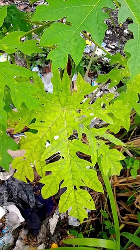 green leaves in water