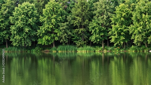 Dense green forest reflected on calm lake surface at shore