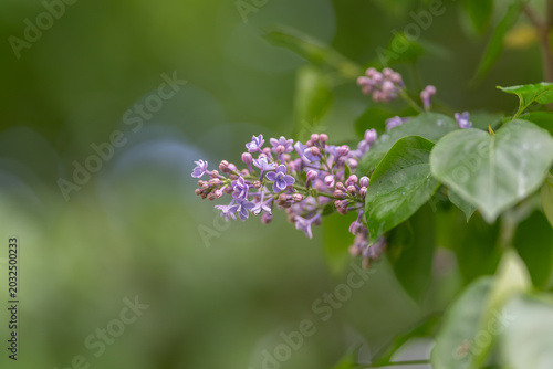 Canvas Print Soft lilac spray with open blooms and dewy leaves, diffused sunlight and gentle