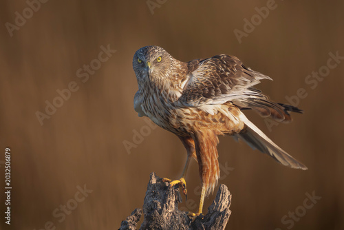 Bild auf Leinwand Western Marsh Harrier - Circus aeruginosus juvenile perched on a stump at El Taray, Spain
