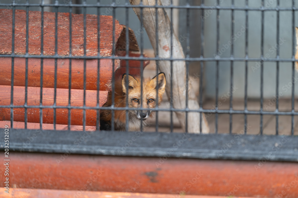 Obraz premium Young fox exhibits anxious curiosity. Enclosed fox displays shy longing and worry. Different fox behaviors reveal their capacity to experience various emotions and feelings